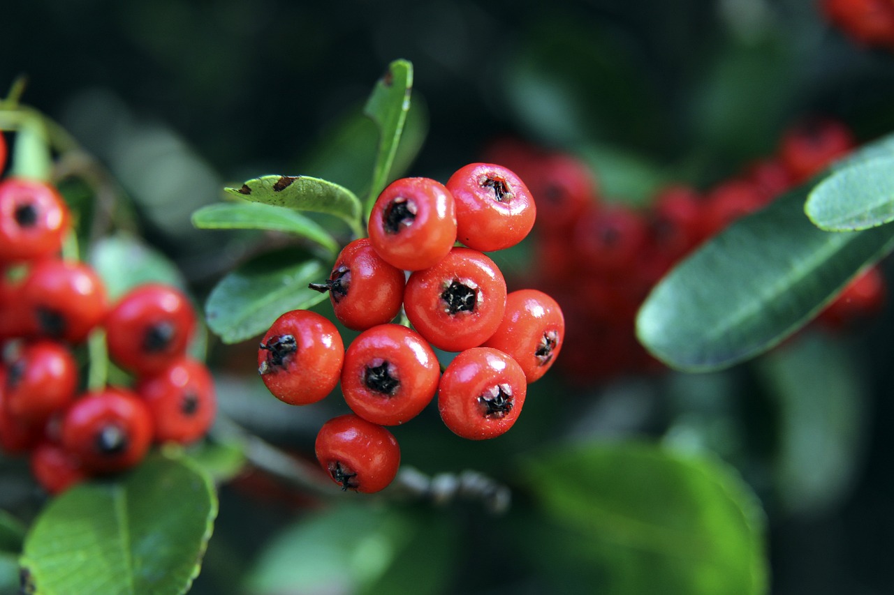 亚历山大孤 亚历山大孤