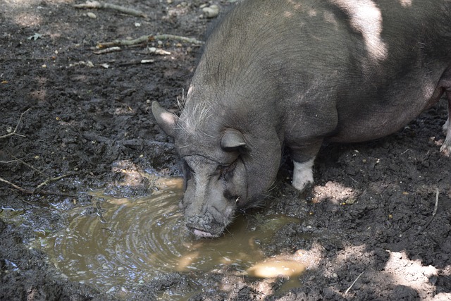 绝了，C罗愿意替补！40岁放下执念，做两大承诺，只为2026世界杯.